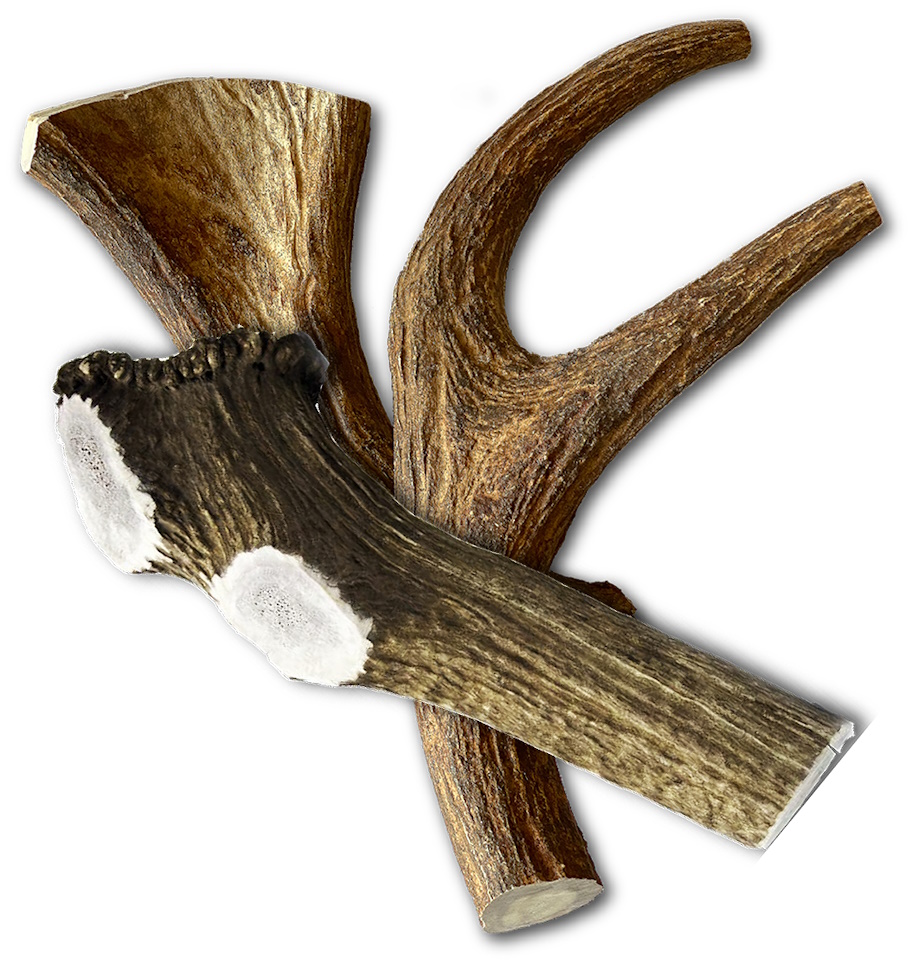 jagerhundantlers_closeup