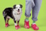 dog_croc_with_humans_thumb