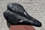 velo_ZodiacSnake_Prevail_TT_thumb